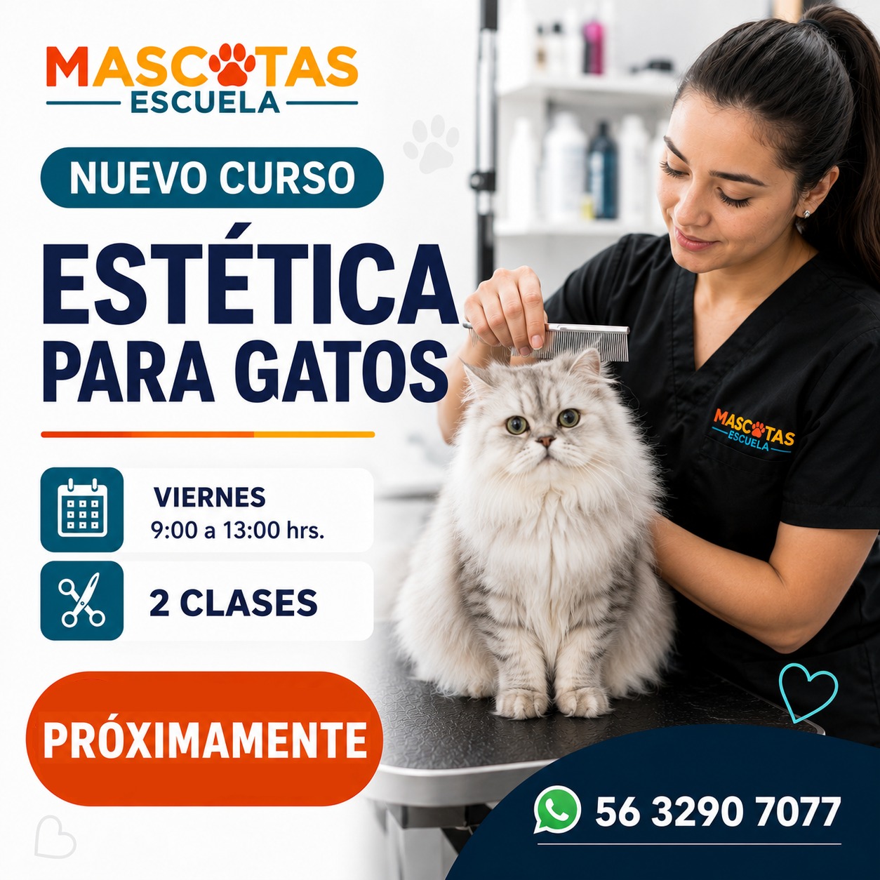 Nuevo Curso Estética para Gatos